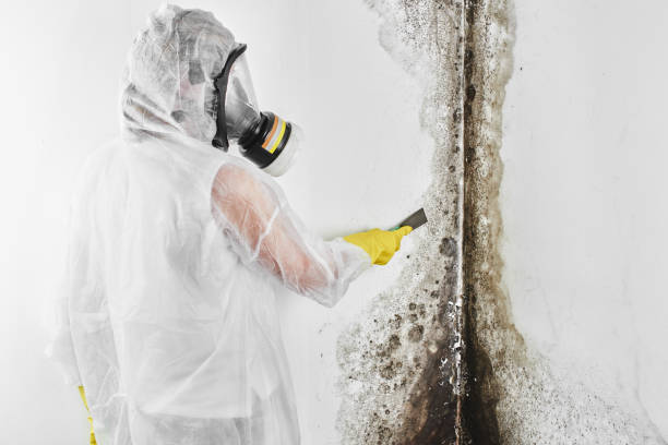 Best Commercial Mold Inspection  in Pasatiempo, CA